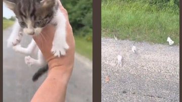 Vídeo mostra o modus operandi da "gangue da fofura" Vídeo: Homem é vítima de “gangue dos gatinhos” nos EUA Gatinhos que foram encontrados por homem em estrada dos EUA - Reprodução/Redes Sociais