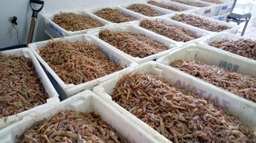 Camarões apreendidos Polícia encontra três toneladas de camarão em porão de barco irregular no litoral de SP Dezenas de caixas de camarão sete barbas - Imagem: Divulgação / Polícia Militar Ambiental