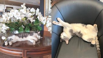 Fifo tira sonecas durante o expediente Hotel “contrata” gato de rua como recepcionista Gato Fifo dormindo em mesa e em poltrona - Reprodução/Instagram
