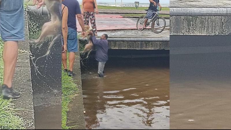 Homem parou sua moto para ajudar e conseguiu tirar o cachorro da água Cachorro sendo salvo em Bertioga Homem dentro do canal de Bertioga salvando cachorro da água - Reprodução