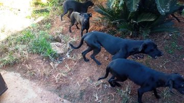 Cães foram encontrados sem alimentação e água, com feridas no corpo e em situação de desnutrição no bairro Gaivotas, em Caraguá Vítimas de maus-tratos, 10 cães são recolhidos pelo CCZ de Caraguatatuba cachorros pretos - Foto: PMC