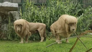 Leão apareceu com franja no zoo de Guangzhou, na China capa - Zoológico chinês nega ter feito ‘chapinha’ em leão que apareceu com franja Leão com franja - Imagem: Reprodução/ Little Red Book
