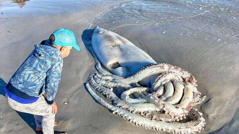 Banhista fotografou o filho ao lado da lula gigante Lula gigante - África do Sul Criança na praia olhando para lula gigante morta na areia - Ali Paulus