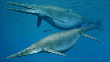 Fóssil encontrado tem por volta de 205 milhões de anos Fóssil de peixe-lagarto gigante é encontrado na Suíça Ilustração de dois indivíduos da espécie ictiossauro - Reprodução/Nobumichi Tamura/Handout