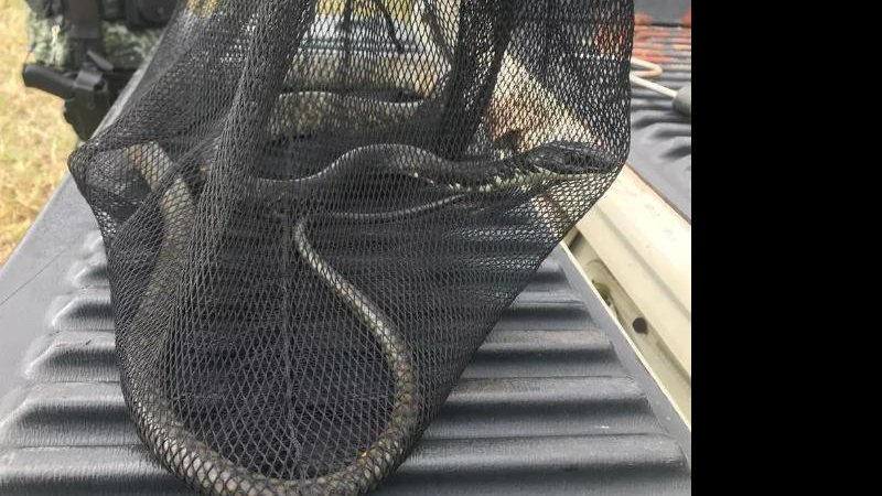 Cobra foi encontrada no bairro Porto Novo, em Caraguá, SP Polícia Ambiental captura cobra caninana de dois metros em Caraguatatuba (SP) cobra caninana - Foto: Polícia Ambiental