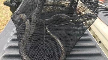 Cobra foi encontrada no bairro Porto Novo, em Caraguá, SP Polícia Ambiental captura cobra caninana de dois metros em Caraguatatuba (SP) cobra caninana - Foto: Polícia Ambiental