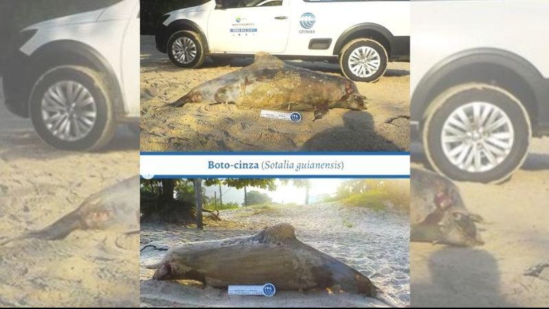 Boto foi encontrado na praia das Astúrias na manhã de segunda (2) Carcaça de boto-cinza é encontrada na praia das Astúrias, em Guarujá Boto-cinza encontrado na praia das Astúrias, em Guarujá, já sem vida - Reprodução/Instagram Instituto Gremar