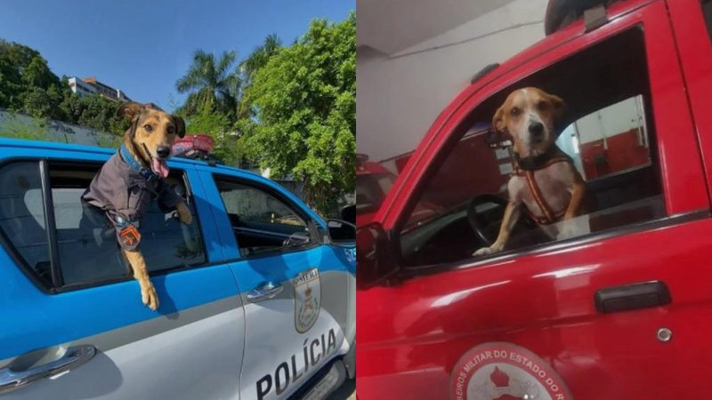 Cabo Oliveira (à esq.) e Caramelo, o cão bombeiro. Após virarem mascotes de batalhões no RJ, cães adotados fazem sucesso nas redes Cachorros em viaturas - Imagem: Reprodução / Instagram