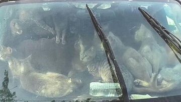 Veículo não possuia nem ar condicionado e condições de higiene eram precárias Homem morava junto com 47 gatos dentro de um carro nos EUA Interior do carro visto pelo prara-brisa, lotado de gatos - Reprodução/Facebook