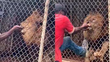 Leão arranca dedo de funcionário após “show” para visitantes de zoológico Leão zoológico - Rreprodução Redes sociais