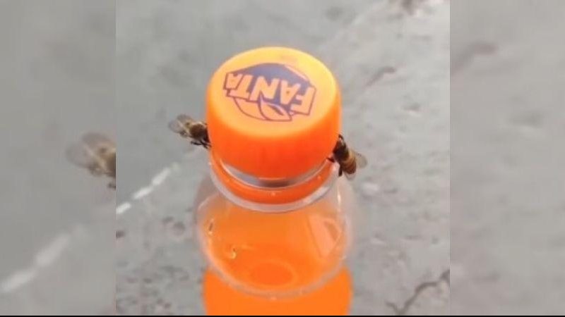 Qual seria a ligação de um vídeo engraçadinho com a teoria do "Taylorismo"? “Abelhas de aço” fazem de tudo por uma Fanta | VÍDEO Abelhas tentando abrir uma garrafa de Fanta - Reprodução/Instagram