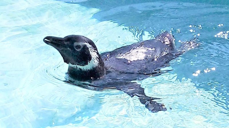 Pinguim-de-Magalhães foi encontrado encalhado em praia de Itanhaém Quatro animais marinhos resgatados no litoral paulista seguem para reabilitação Pinguim-de-Magalhães dentro de tanque de água - Instituto Biopesca