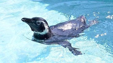 Pinguim-de-Magalhães foi encontrado encalhado em praia de Itanhaém Quatro animais marinhos resgatados no litoral paulista seguem para reabilitação Pinguim-de-Magalhães dentro de tanque de água - Instituto Biopesca