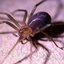 Aranhas-marrom não atacam propositalmente, normalmente fogem e se escondem, sendo ainda menos agressiva que a aranha-armadeira Aranha-marrom Aranha-marrom vista de lado - Pixabay