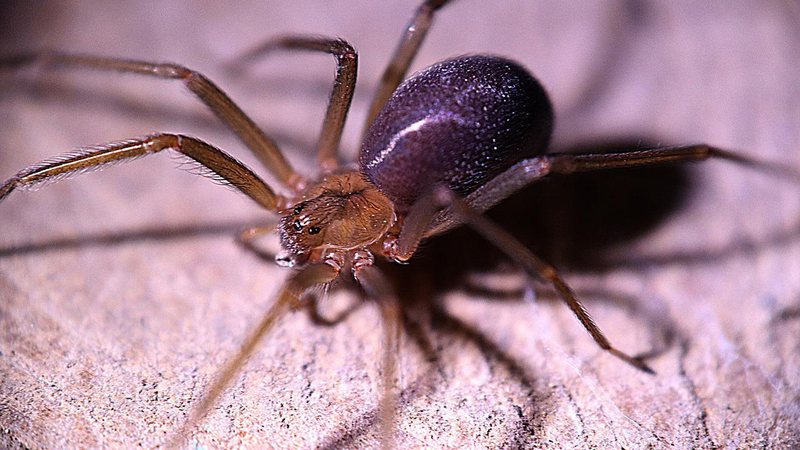 Aranhas-marrom não atacam propositalmente, normalmente fogem e se escondem, sendo ainda menos agressiva que a aranha-armadeira Aranha-marrom Aranha-marrom vista de lado - Pixabay