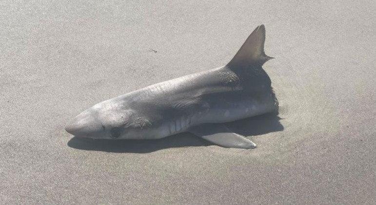 Carcaça foi encontrada em praia de Oak Island, no Canadá Metade de um tubarão é encontrada em praia e causa temor na web Carcaça de meio tubarão em praia - Reprodução/Reddit - Via Daily Star