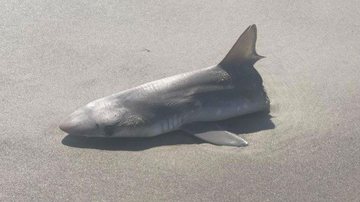 Carcaça foi encontrada em praia de Oak Island, no Canadá Metade de um tubarão é encontrada em praia e causa temor na web Carcaça de meio tubarão em praia - Reprodução/Reddit - Via Daily Star
