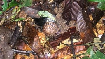 Caracol com concha exótica foi descoberto por cientistas no Amapá Caracol Caracol em meio ao mato - Divulgação