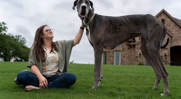 Zeus e sua dona Britanny em grama no Texas (EUA) Cachorro mais alto do mundo Mulher sentada na grama ao lado do cachorro mais alto do mundo - Divulgação