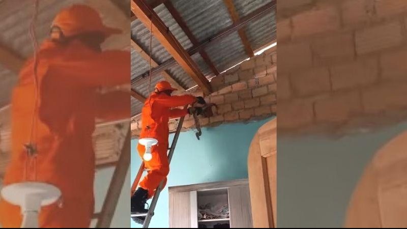 As jiboias não são peçonhentas, ao contrário do que muita gente acha Idosa confunde jiboia com rabo de rato no próprio quarto | VÍDEO Bombeiro retira jiboia de quarto de idosa em Boa Vista, Roraima - Reprodução/Instagram