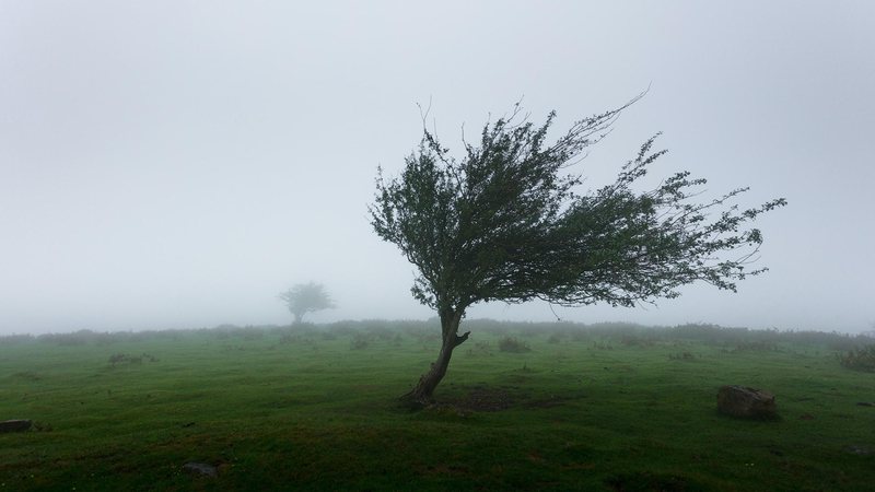 As rajadas se estendem desde Laguna, no litoral catarinense, até São Sebastião, no Litoral Norte de São Paulo Defesa Civil alerta para fortes ventos no litoral paulista a partir desta quarta (4) Árvore envergando com o vento - Unsplash