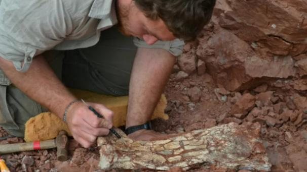 Asas da nova descoberta, quando abertas, mediam nove metros de uma ponta a outra Fóssil encontrado Homem mexendo em um fóssil de réptil - Divulgação