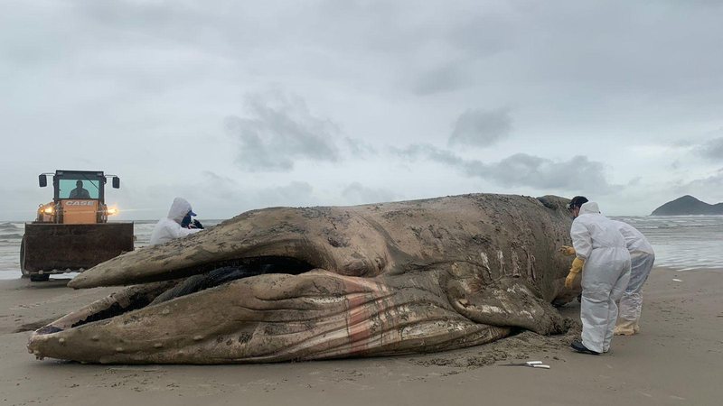 Restante da baleia será enterrado de maneira adequada em Bertioga Carcaça de jubarte é removida das areias da Riviera, em Bertioga Técnicos examinam baleia jubarte encalhada em Bertioga, já sem vida - Instituto Gremar