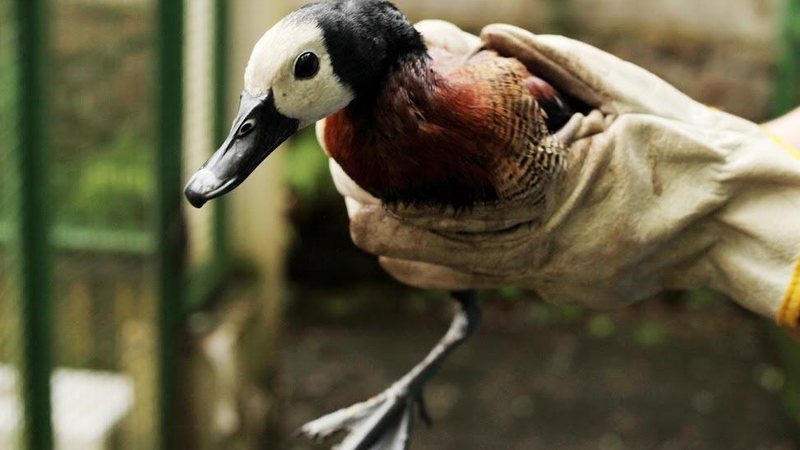 Irerê foi resgatado na área do Porto de Santos Aves são resgatadas e recebem tratamento especial no Orquidário de Santos Ave irerê - Francisco Arrais/Prefeitura de Santos
