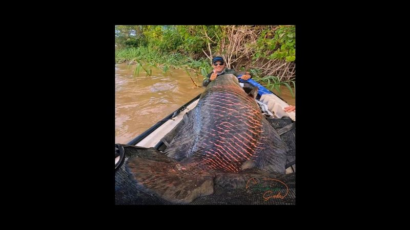 Anderson, atrás do pirarucu gigante que ocupa todo caiaque capa - Pescadores fisgam peixe de mais de 2m e 130 kg no Rio Madeira (RO) Peixe gigante em caiaque com pescador atrás - Imagem: Anderson Guedes / Acervo Pessoal