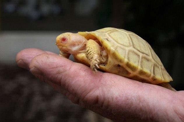 Apesar de ser da espécie tartaruga-gigante, ao nascer, a tartaruguinha cabe na palma da mão Tartaruga-gigante de Galápagos albina nasce em zoológico Tartaruguinha albina na palma de uma mão humana - Fabrice Coffrini / AFP