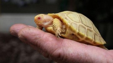 Apesar de ser da espécie tartaruga-gigante, ao nascer, a tartaruguinha cabe na palma da mão Tartaruga-gigante de Galápagos albina nasce em zoológico Tartaruguinha albina na palma de uma mão humana - Fabrice Coffrini / AFP
