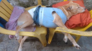 Cachorro operou a coluna recentemente e está se recuperando Cachorro que operou Cachorro deitado em duas cadeiras - Reprodução
