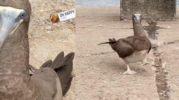 Animal recebeu o nome de Josué, e já virou figura pública na cidade de Ubatuba - Maria Araújo