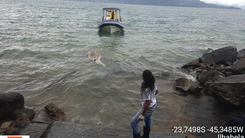 Golfinho foi encontrado em estado de decomposição na costeira da Praia da Garapocaia (Pedra do Sino), em Ilhabela Golfinho é encontrado sem vida na praia do Sino em Ilhabela (SP) golfinho morto no mar - Foto: Divulgação/PMI