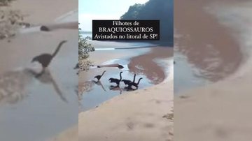 Dinossauros invadiram praia de Bertioga? Vídeo deixa internautas intrigados: será que o “Parque dos Dinossauros” fica em Bertioga? Quatis em praia de Bertioga dão a impressão de serem mini dinossauros - Reprodução/Instagram