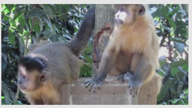Macacos-prego no Parque Ecológico Tietê, registrados pelo pesquisador Cientista de SP é surpreendido por seis macacos-prego com comportamento homossexual inédito Macacos brincando - Imagem: Reprodução / Acervo Henrique Rufo / Jornal da USP