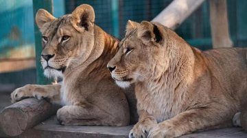 Voluntários das cidades de Kharkiv, Odessa, Kiev e Dnipro ajudaram na evacuação dos animais Zoológico na Ucrânia desiste de sacrificar animais após ajuda de voluntários Duas leoas do zoológico de Kharkiv, na Ucrânia - Zoológico de Kharkiv
