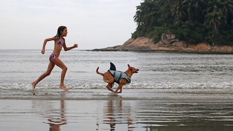 Santos é eleita segundo melhor destino pet friendly do Brasil Criança correndo com cachorro na praia do José Menino, em Santos - Isabela Carrari / Prefeitura de Santos