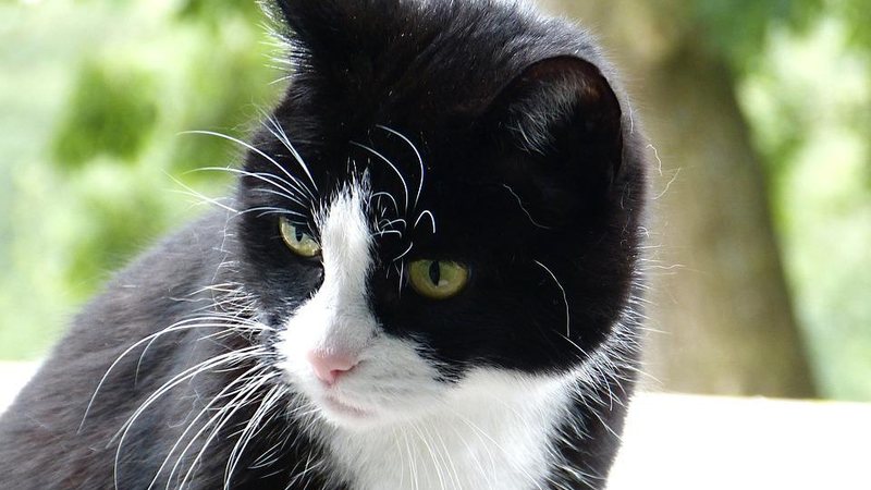 Gato preto e branco - Reprodução