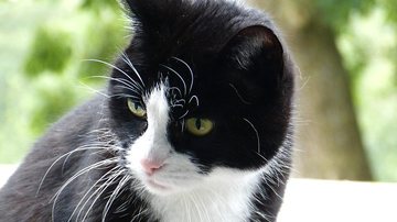 Gato preto e branco - Reprodução
