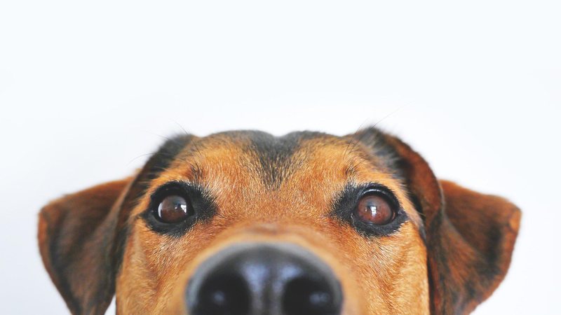 Amor entre homens e cães começou há cerca de 12 mil anos, quando os cachorros começaram a ser domesticados na Europa e no Extremo Oriente Cachorro: conheça 5 curiosidades sobre o melhor amigo do homem Cachorro olhando perto da câmera - Pixabay
