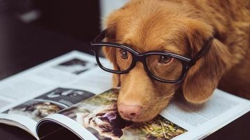 Segundo o Conselho Federal de Medicina Veterinária (CFMV), a enfermidade atinge pelo menos 45% das fêmeas caninas Cachorro: conheça 5 curiosidades sobre o melhor amigo do homem Cachorro usando óculos e deitado sobre uma revista - Jamie Street/Unsplash