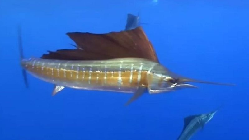 Peixe-vela é conhecido por ser uma das espécies de peixes mais rápidas do oceano Peixe-vela Peixe-vela no oceano - Divulgação