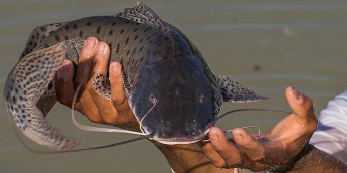 Peixe entrou na lista das espécies brasileiras ameaçadas de extinção em junho Peixe pintado - Reprodução Radio Tucunare