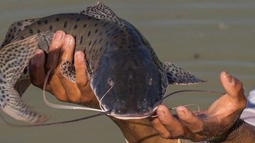 Peixe entrou na lista das espécies brasileiras ameaçadas de extinção em junho Peixe pintado - Reprodução Radio Tucunare