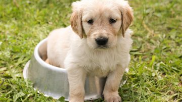 Feira acontece nesta quinta-feira (8) Cachorro: conheça 5 curiosidades sobre o melhor amigo do homem Filhote de cachorro com pelagem amarelada dentro do pote de comida - Pixabay