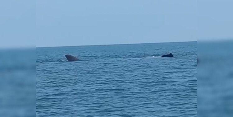 Mamãe jubarte e seu filhote foram vistos a aproximadamente 30 metros da arrebentação Baleias jubarte - Foto David Farias
