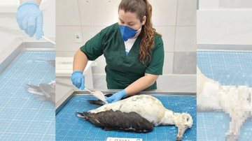 Exame necroscópico mostrou que a ave tinha resíduos plásticos no estômago e uma garateia (tipo de anzol) no esôfago Albatroz é encontrado morto com plástico no estômago no litoral sul de SP Albatroz passa por necropsia no Instituto Biopesca - Reprodução/Instituto Biopesca