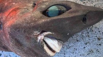 "Esse é o rosto de um tubarão de pele áspera do mar profundo", detalhou o profissional de pesca na publicação na rede social "Esse é o rosto de um tubarão de pele áspera do mar profundo", detalhou o profissional de pesca na publicação na rede social. - Reprodução