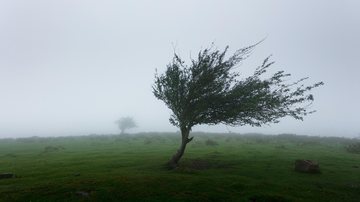 Ciclone está logo ali na esquina! Confira a lista das cidades do litoral de SP na rota do ciclone extratropical Árvores envergada com o vento - Unsplash